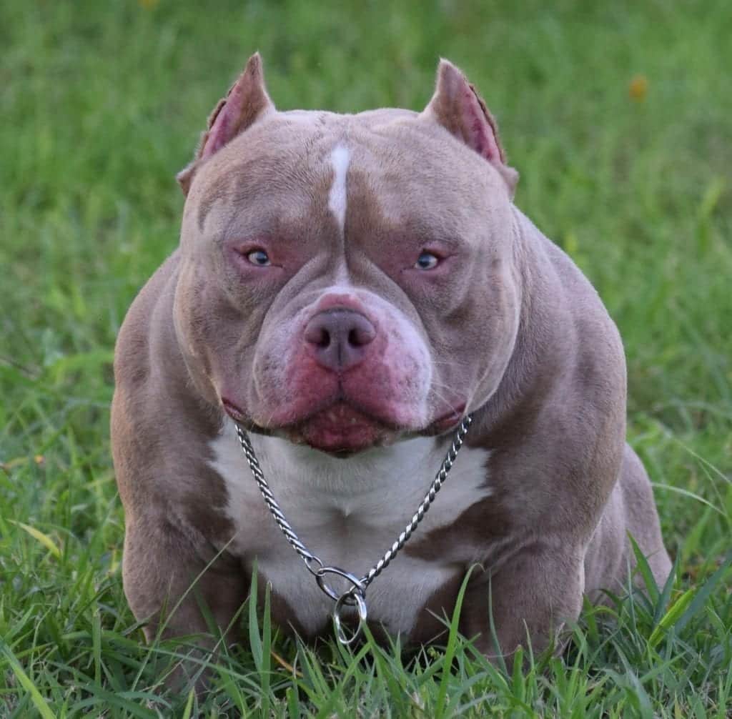 Best Champagne, Lilac & Blue Tri Colored American Bully ...