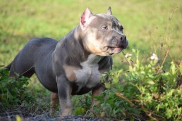 Upcoming Breeding | Pocket American Bully Pups for Sale | Venomline