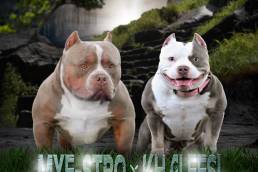 Pocket American Bully Puppies for Sale | American Bully Pups for Sale