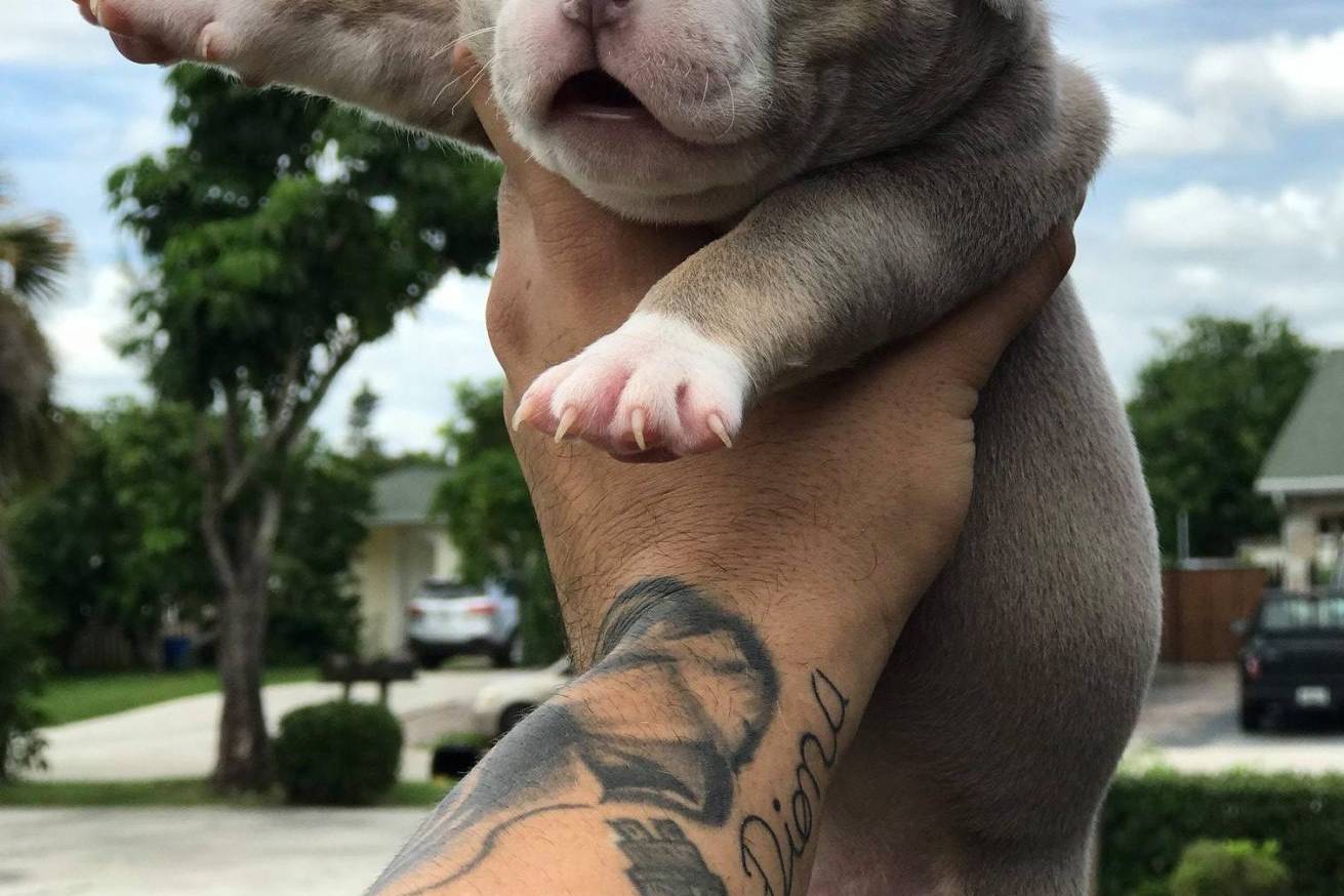 Lilac & Champagne Tri American Bully Puppies | Texas Size Bullies
