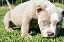 Pocket American Bully Puppies for Sale | Best Micro Bully Puppies