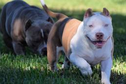 Pocket Bully Pitbull Kennels | Best American Bully Breeders | Venomline