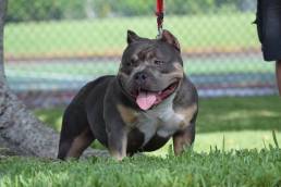Top American Pocket Bully Puppies for Sale | Texas Size Bullies
