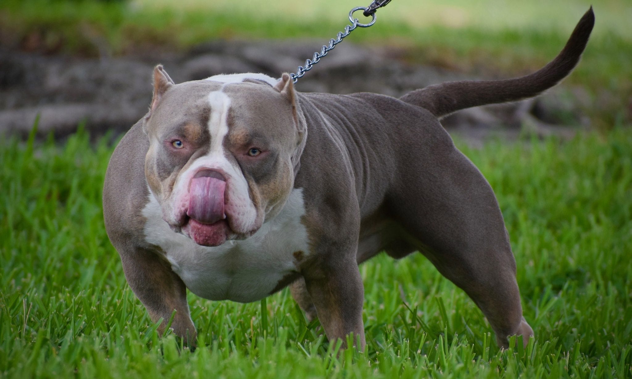 Top American Bully Bloodlines | Daxline | American Bully Stud Service | Lilac Tri Studs
