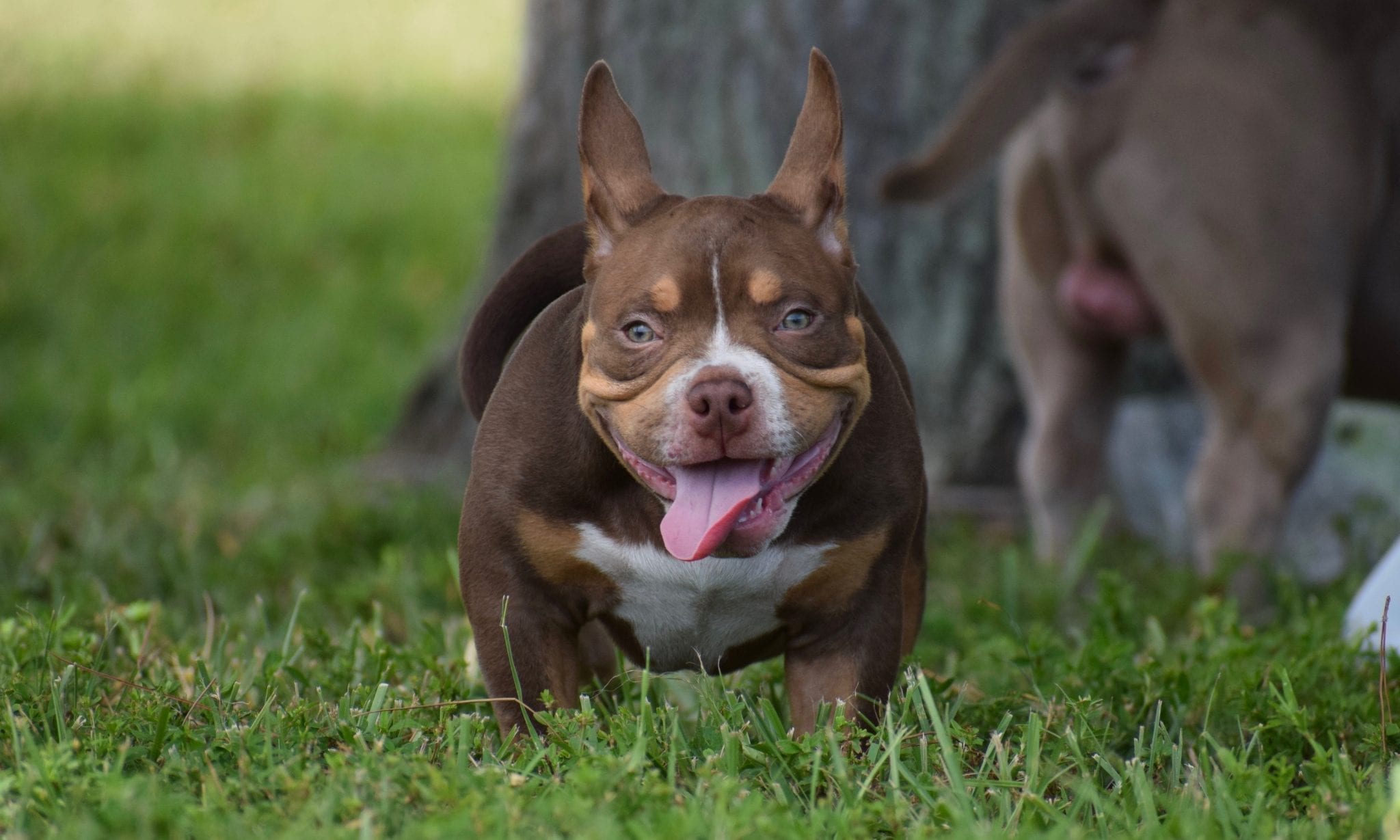 Top American Bully Bloodlines | Daxline | American Bully Stud Service | Chocolate Tri bully