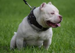 The Best American Bully Breeders | Top Studs | Champion Bloodlines