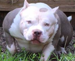 Best American Bully Studs | Produced | Best American Bully Bloodlines