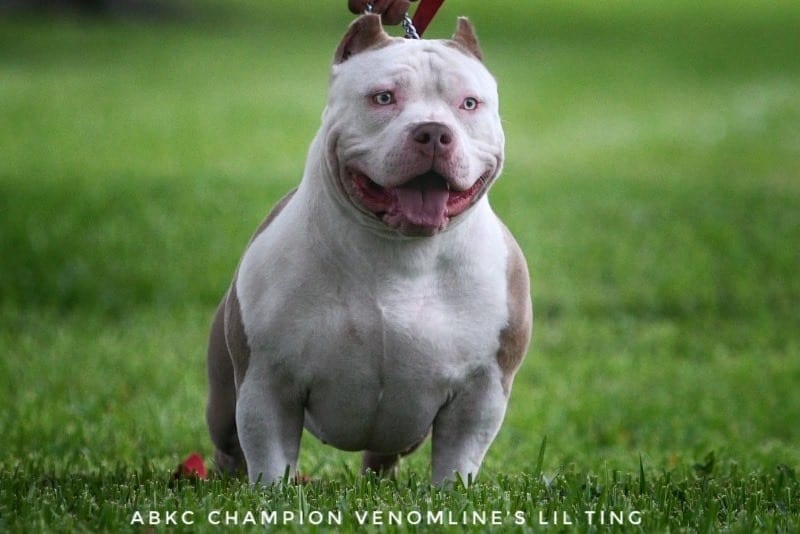 Best American Bully Bloodlines | Top American Bully Kennels | ABKC Champions