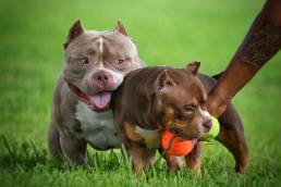 Top American Bully Kennels, Top American Bully Bloodlines | Pocket Bully Puppies for salle