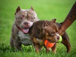 Top American Bully Kennels, Top American Bully Bloodlines | Pocket Bully Puppies for salle