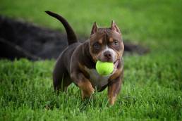 Top American Bully Breeders, Kennels & Bloodlines | Pocket, Standard, Classic & XL | Micro, Exotic, Extreme