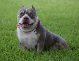Lilac & Champagne Tri colored american bully puppies | Pocket bully puppies for sale