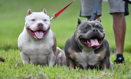 Top Pocket American Bully Kennels | Best Pocket Bully Breeders | Best Tri Color Pocket Bully Studs, Females & Puppies For Sale | Venomline