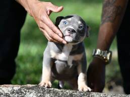 Venomline Pocket American Bully Puppies for sale