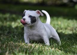 Top American Bully Bloodlines, Best Pocket Bully Breeders, Kennels Puppies For Sale