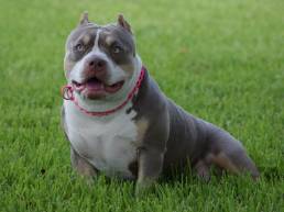 Pocket bully kennels, american bully breeders, tri color puppies for sale
