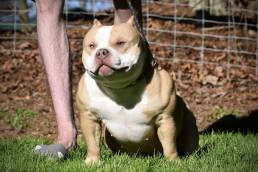 Pocket bully kennels, american bully breeders, tri color puppies for sale