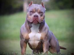 American bully tri color puppies for sale, best pocket bully kennels and breeders