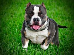 American Bully Puppies | Tri Color | Pocket size