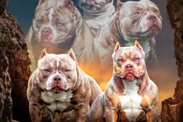 Champion American Bully, Best American Bully Breeders, American Bully Kennels in Florida, Top American Bully Kennels, Best Pocket American Bully Breeders, ABKC Champions, American Bully Pocket, Pocket American Bully Puppies For Sale, Venomline