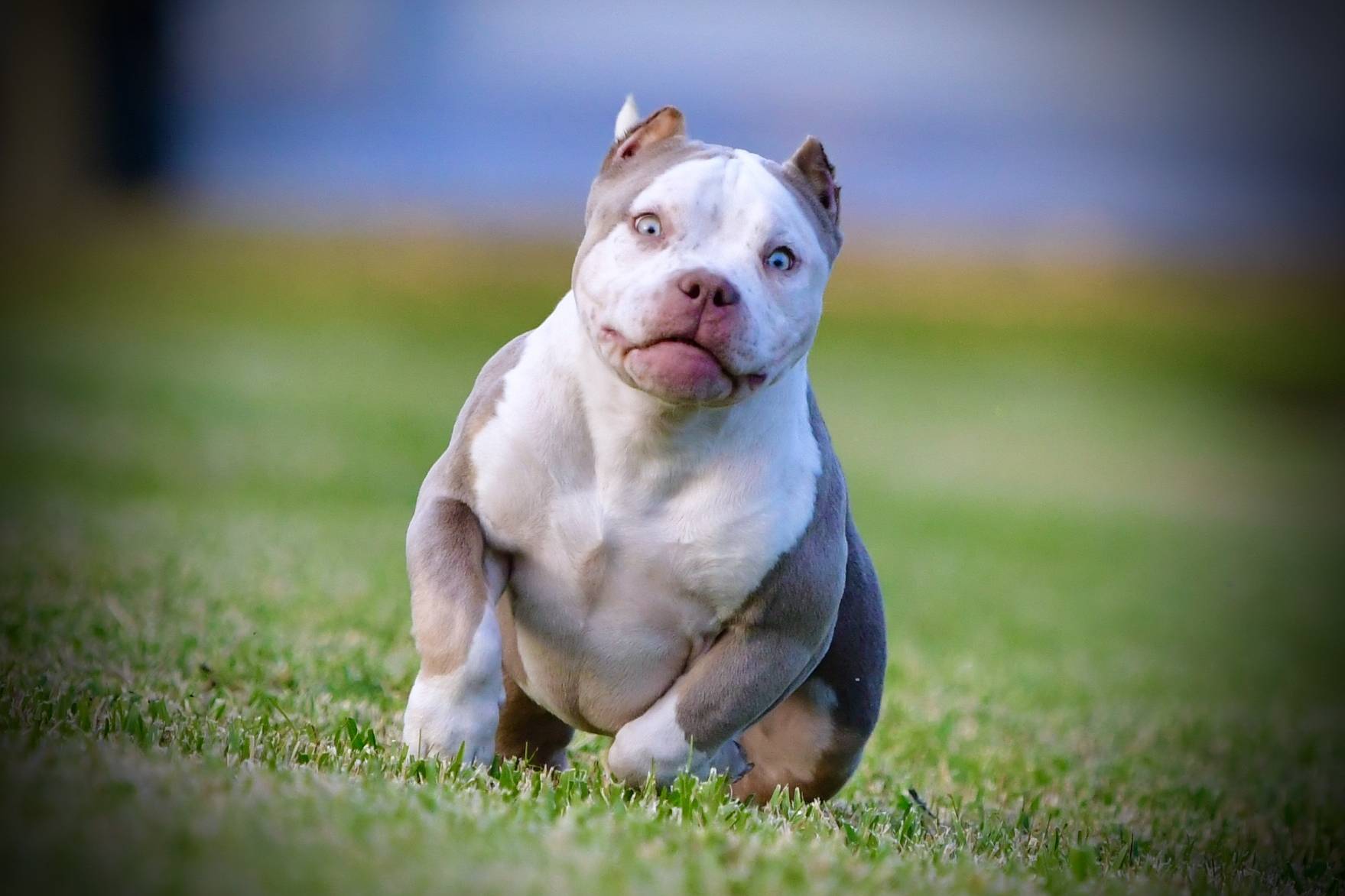 ABKC Champion, Top American Bully, Best American Bully Breeders, Top Bully Breeds, Micro American Bully, Top American Bully Kennels, Best Breeders, American Bully Kennels, Pocket American Bully Breeders