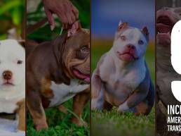 9 Incredible American Bully Transformations You Have to See To Believe — Puppies to Adults