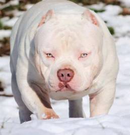 top american bully studs, best bloodlines 2022