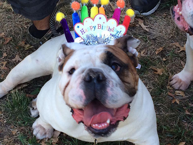 1 Human Year Is Not Equal to 7 Dog Years - What Is Your Bulldog’s Dog Age