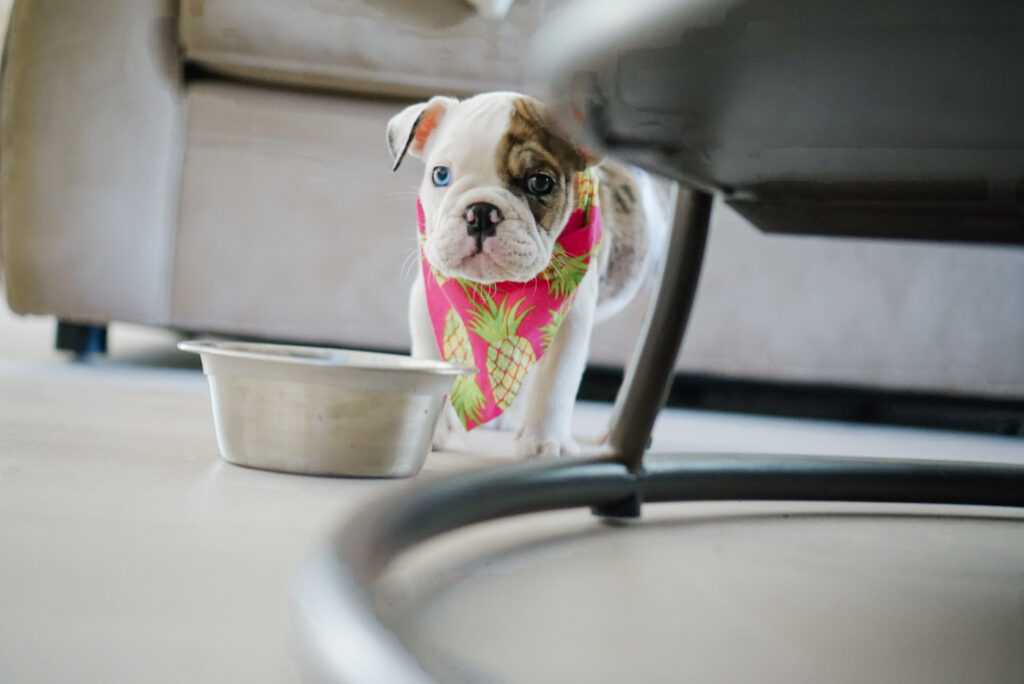 Bulldog Puppies