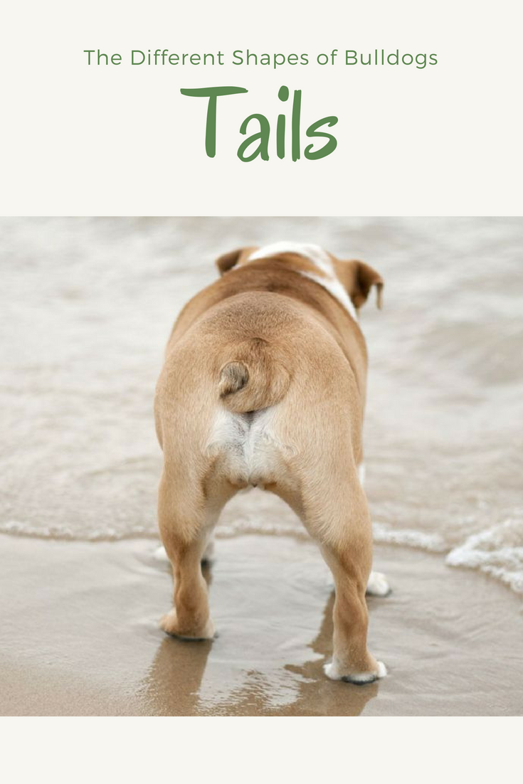 The Different Shapes of Bulldog Tails