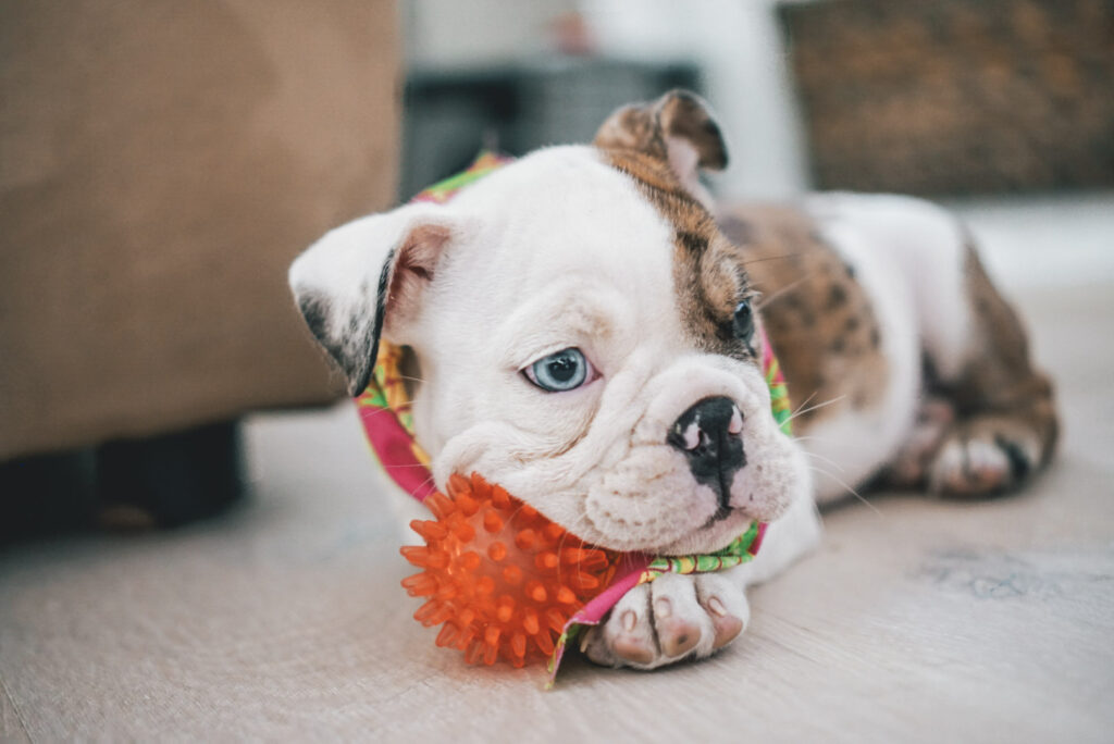 english bulldog puppies