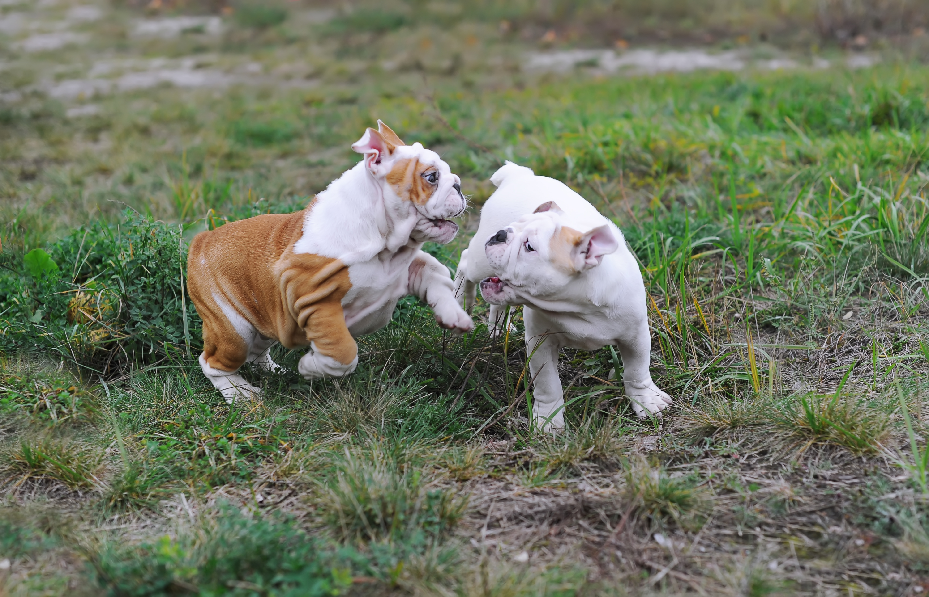 Bulldog Exercise - Wrestling puppies