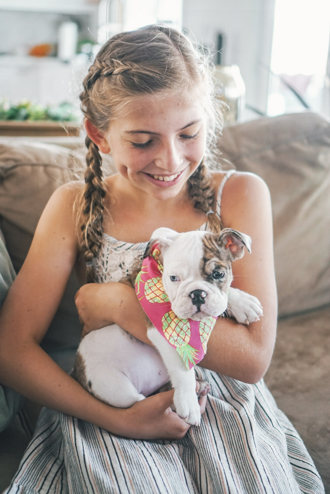 english bulldog puppies