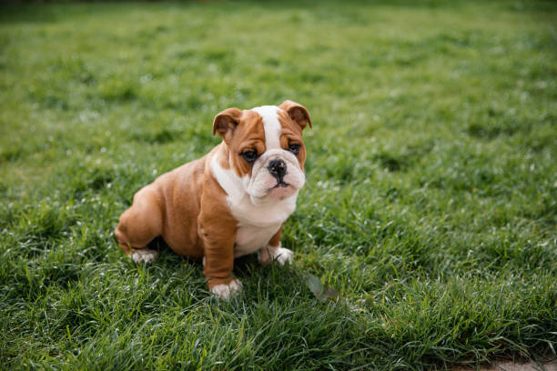 English Bulldog Puppies