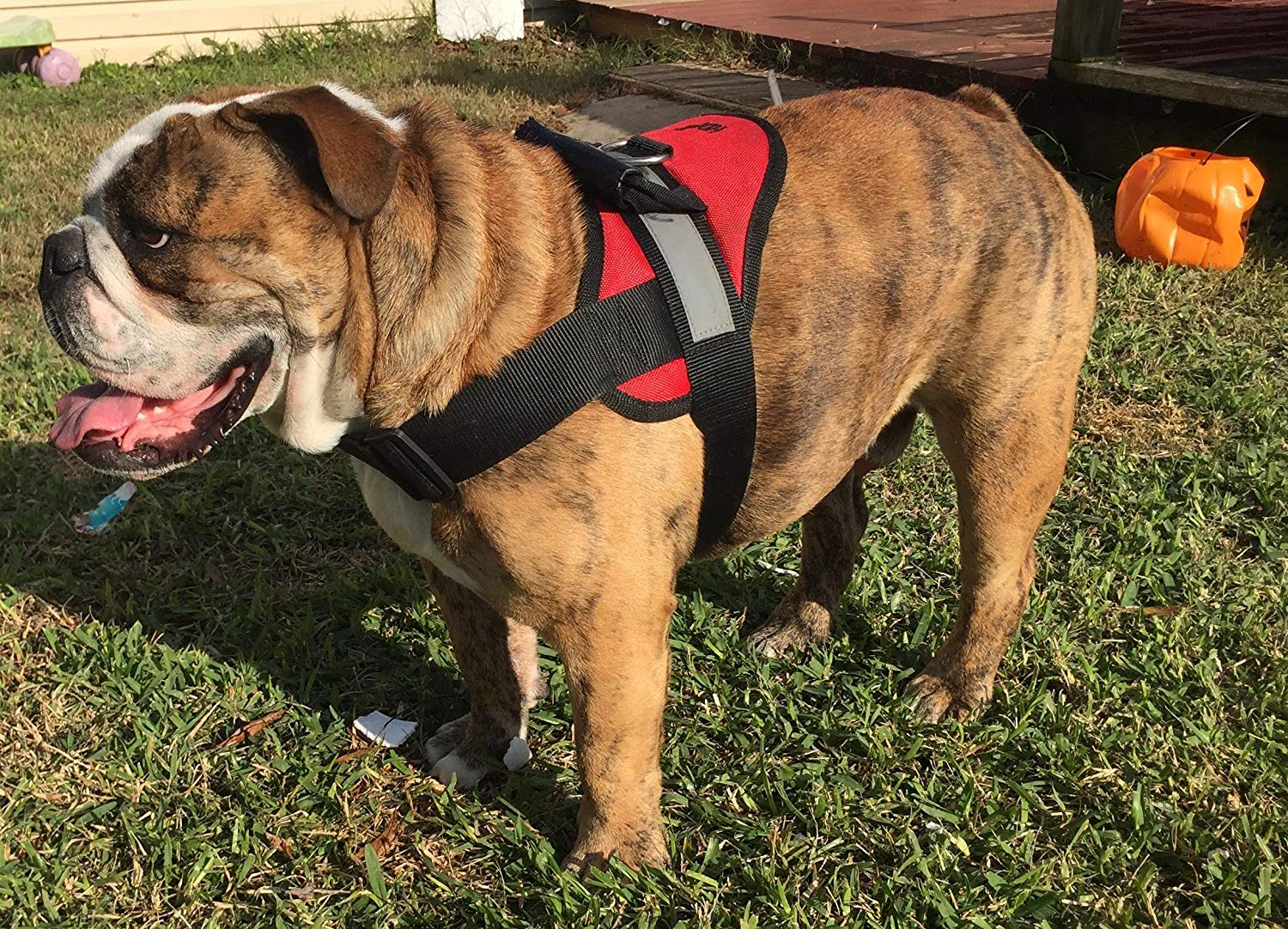 Best Bulldog Harness