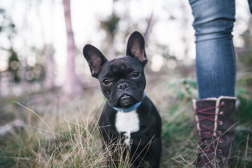 13 things you did not know about the Blue french Bulldog