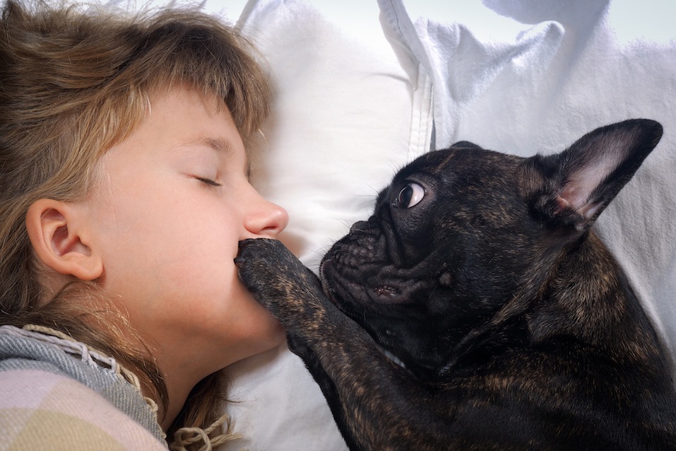 12 Things you Didnt Know about a French Bulldog