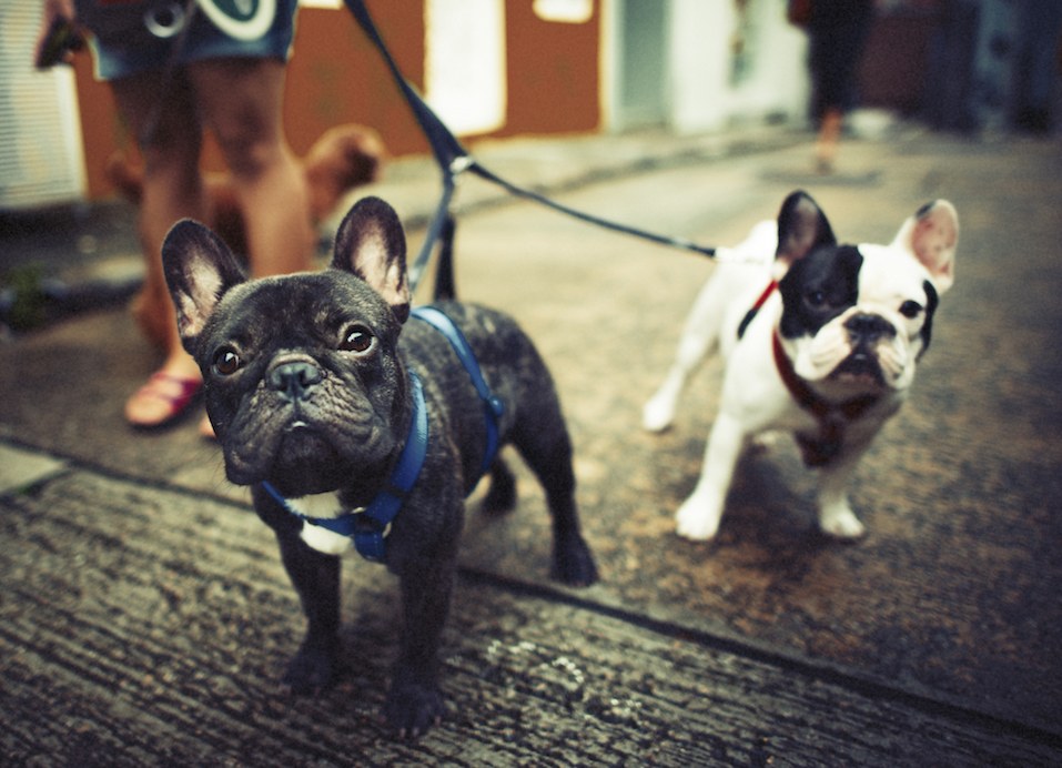 Blue French Bulldogs Taking a Walk