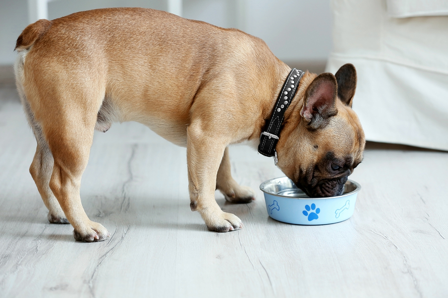 The Best Food for a French Bulldog - A Look at the top 7 brands best food for a french bulldog