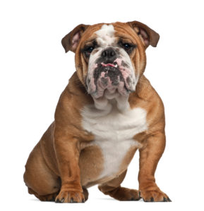 English Bulldog