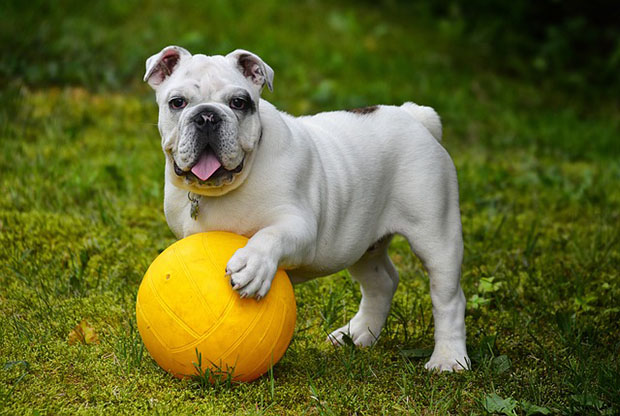 5 Tips To Better Take Care of Bulldogs