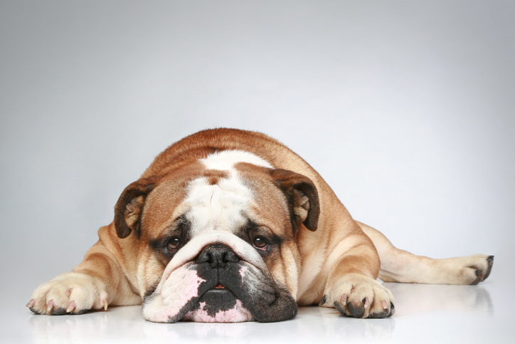 8 Signs of Bulldog Hip Dysplasia