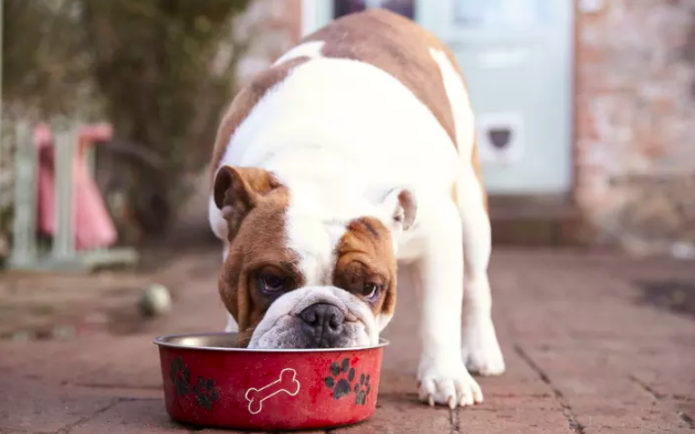 Bulldog organic treats