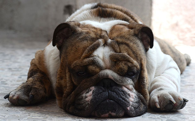 Anal Gland Problems in Bulldogs