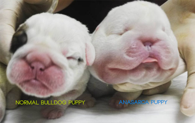 Anasarca Puppies - What are Bulldog Water Puppies 4