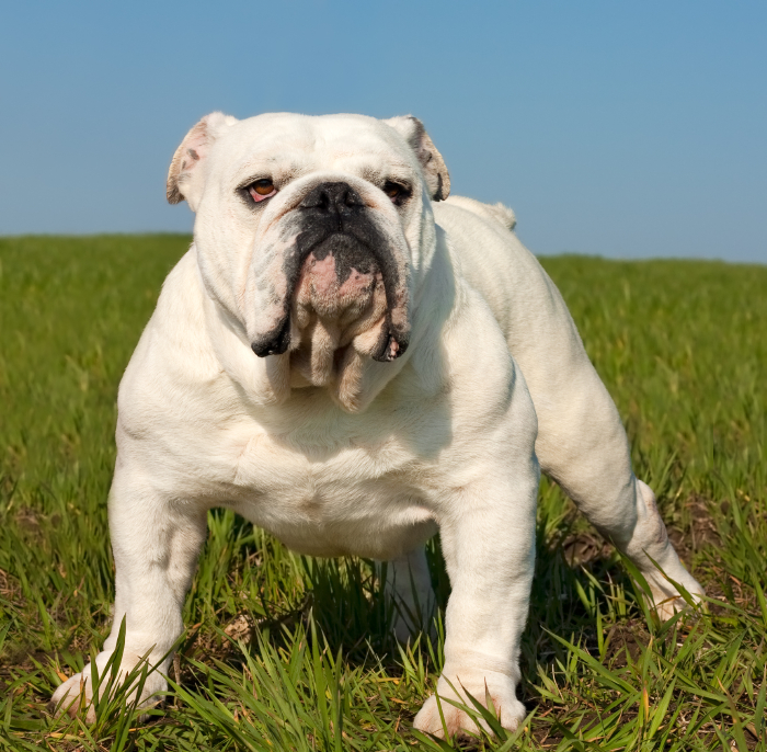 Bulldog Behavior and Temperament