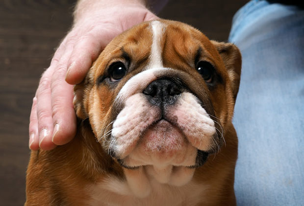 Canine Parvovirus in Bulldogs