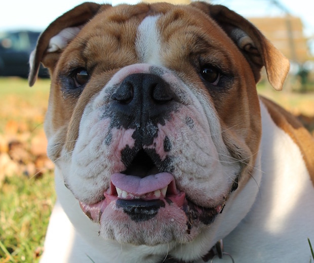 Caring for Your Female Bulldog When She Is in Heat 