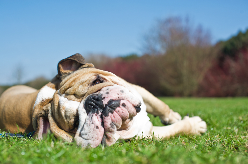 Caring for a Bulldog: The Things You Need to Keep In Mind