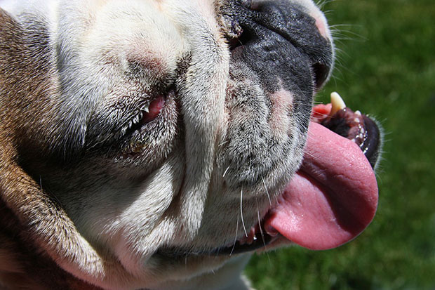 Cherry Eye in Bulldogs